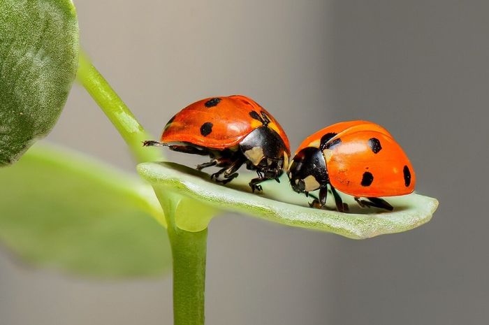 Mengenal Serangga Kepik: Karakteristik dan Peran Ekologisnya