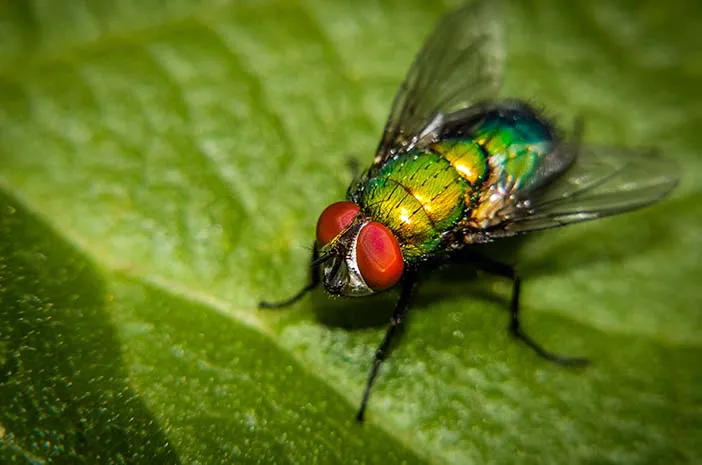 Mengenal Serangga Lalat Hijau: Karakter dan Peran Ekologisnya