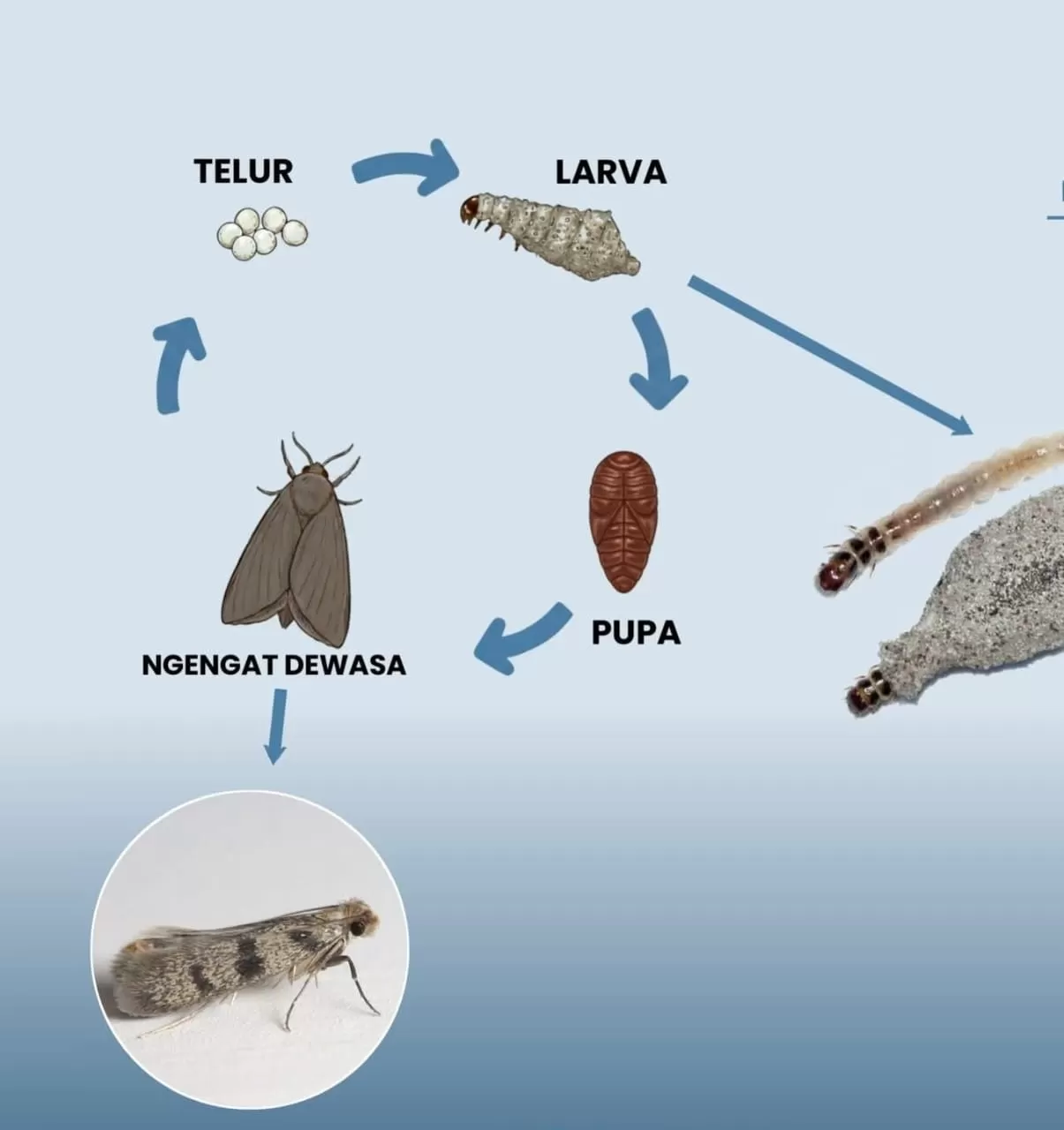 Mengenal Serangga Yoyo Caterpilla: Karakteristik dan Kehidupannya