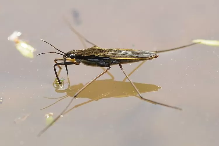 Serangga Anggang-anggang: Keunikan dan Peran Ekologisnya