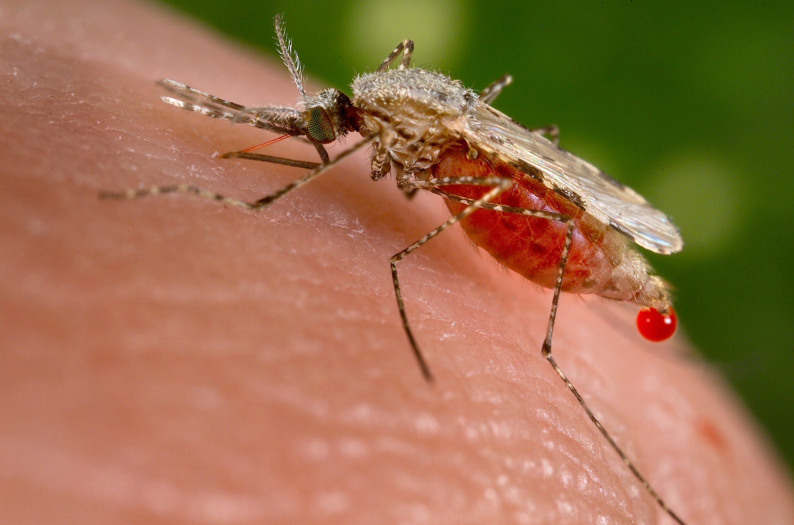 Serangga Anopheles: Pengetahuan Dasar tentang Nyamuk Penular Malaria