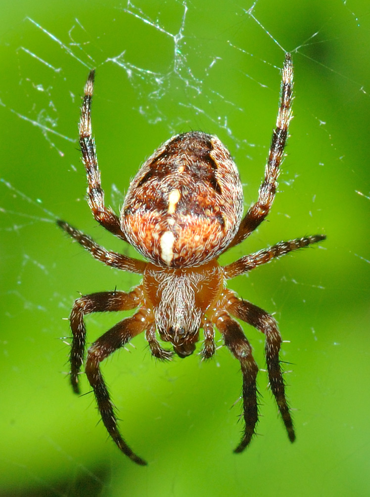 Serangga Araneus Boneti: Spesies Laba-laba yang Menarik Perhatian