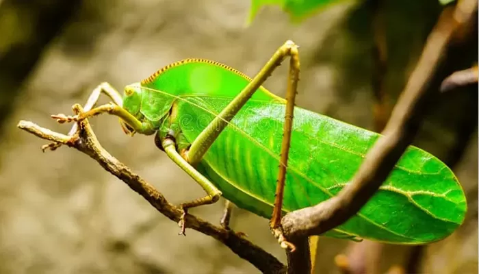 Serangga Belalang Badak: Mengenal Keunikan dan Karakteristiknya