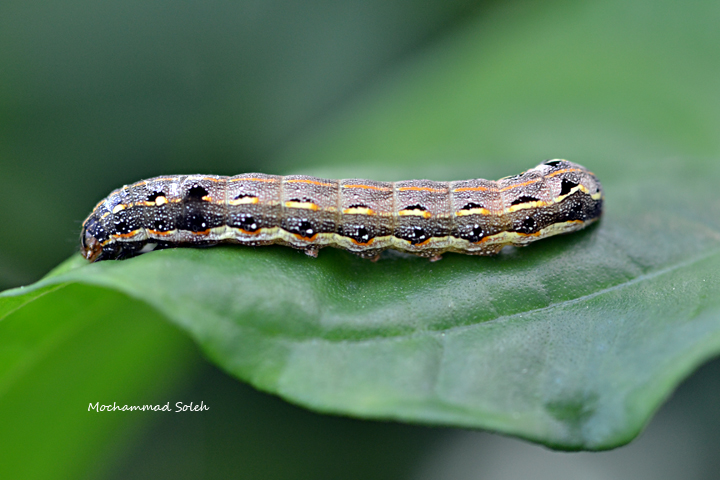 Serangga Cane Caterpillar: Ciri, Habitat, dan Perilaku