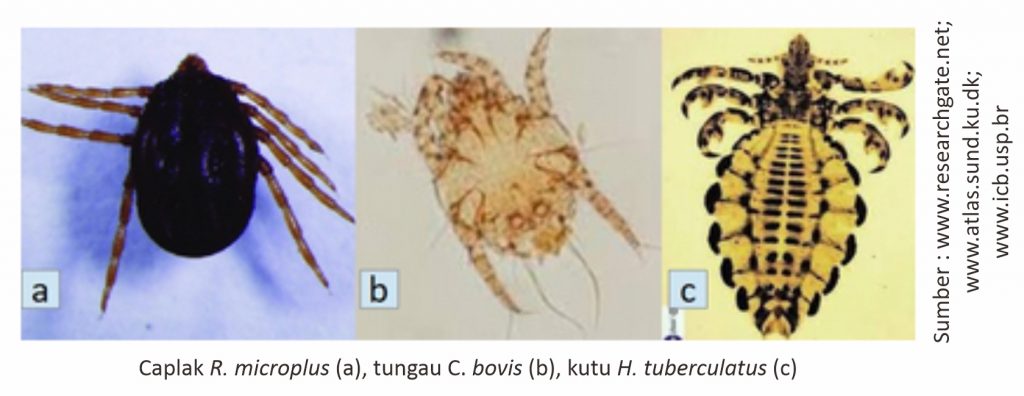 Serangga Caplak Kerbau: Karakteristik dan Dampaknya pada Ternak