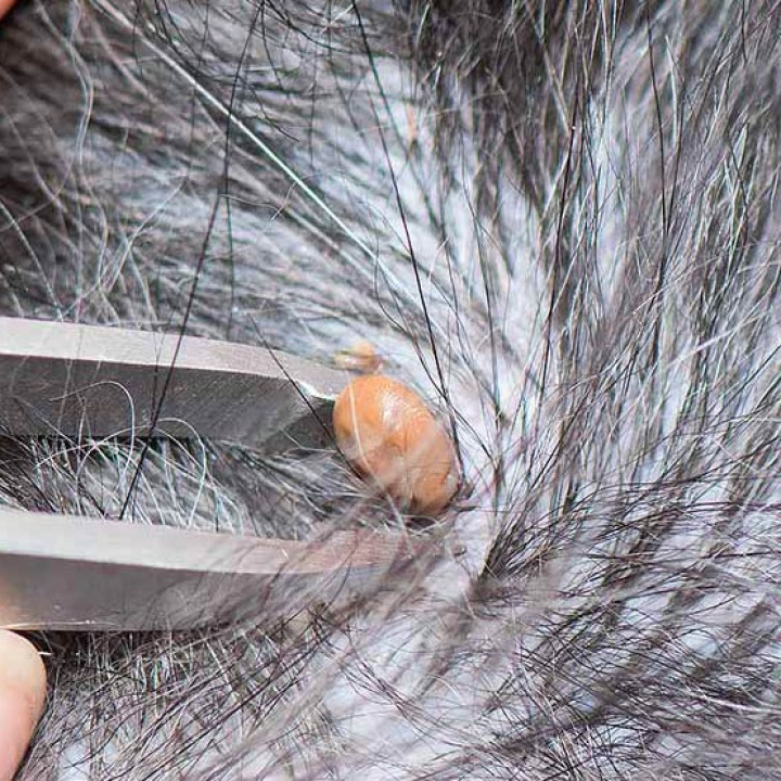 Serangga Caplak Unggas: Penyebab dan Cara Mengendalikannya