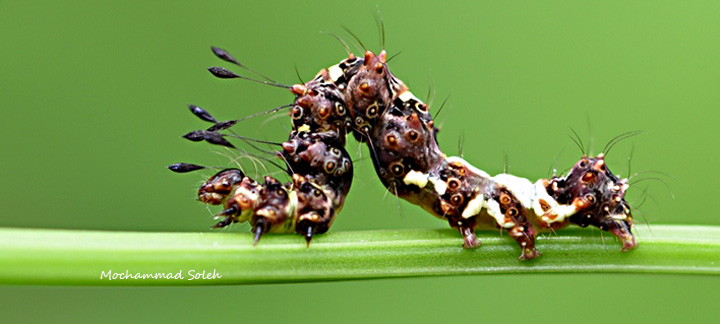 Serangga Cider Caterpillar: Karakteristik dan Peran Ekologi