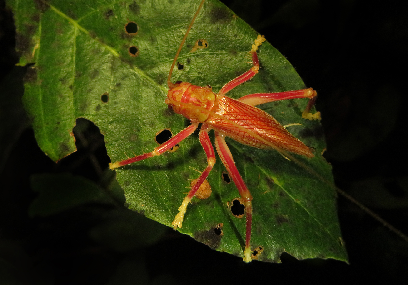 Serangga Crickets: Karakteristik dan Peran dalam Ekosistem