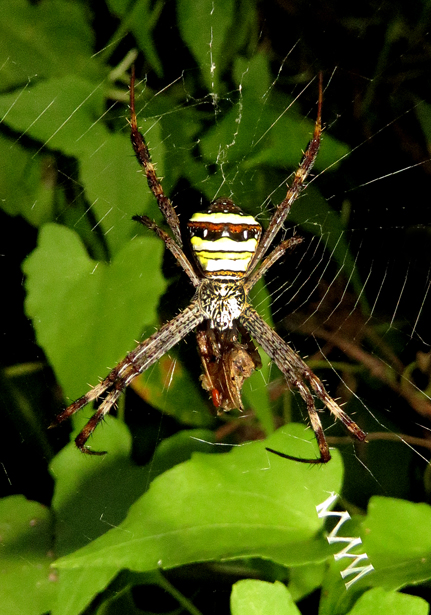 Serangga Cross Spider: Ciri, Habitat, dan Keunikan yang Menarik