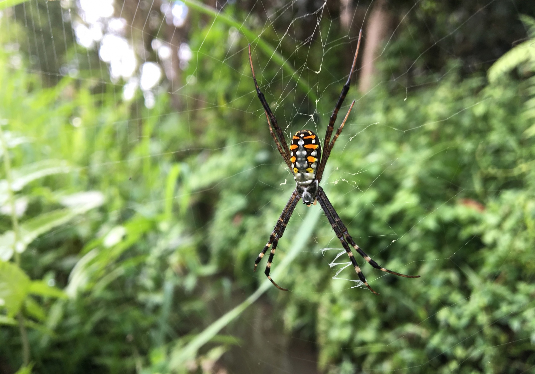 Serangga Cross Spider: Spesies Laba-laba Bermotif Unik di Indonesia