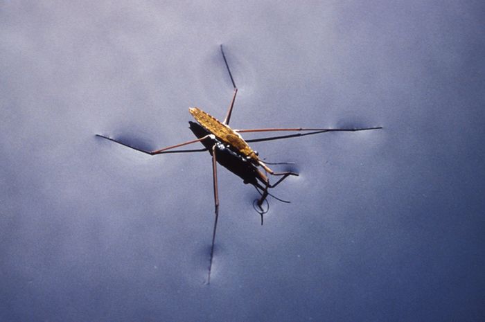 Serangga Dragonfly Kaca: Keindahan dan Keunikan Serangga Air