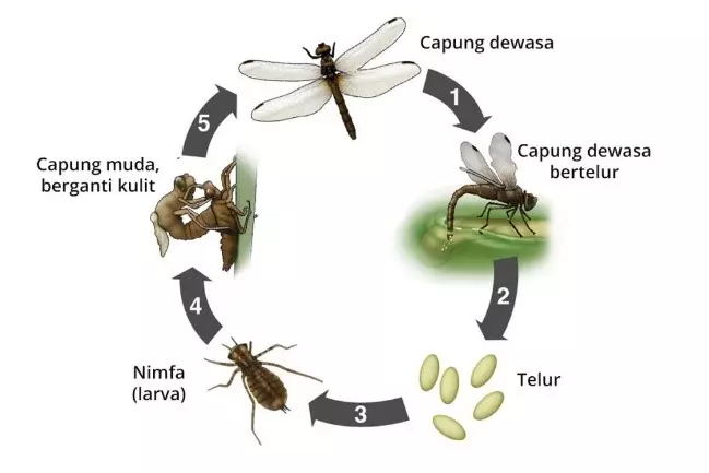 Serangga Kepinding: Karakteristik dan Peran dalam Ekosistem