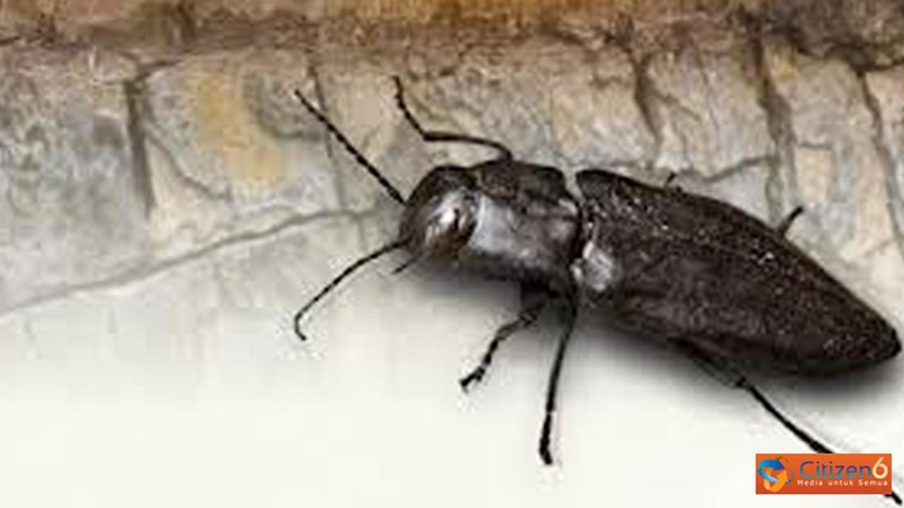 Serangga Kumbang Api: Keunikan dan Ciri-Ciri Fire Beetle