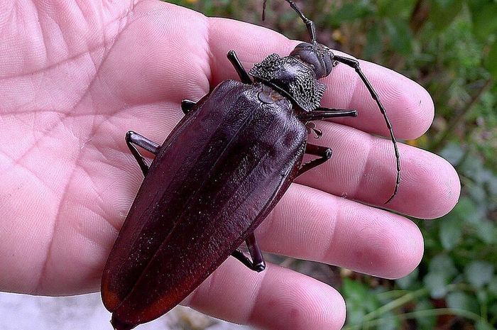 Serangga Kumbang Mutiara: Keindahan dan Karakter Uniknya