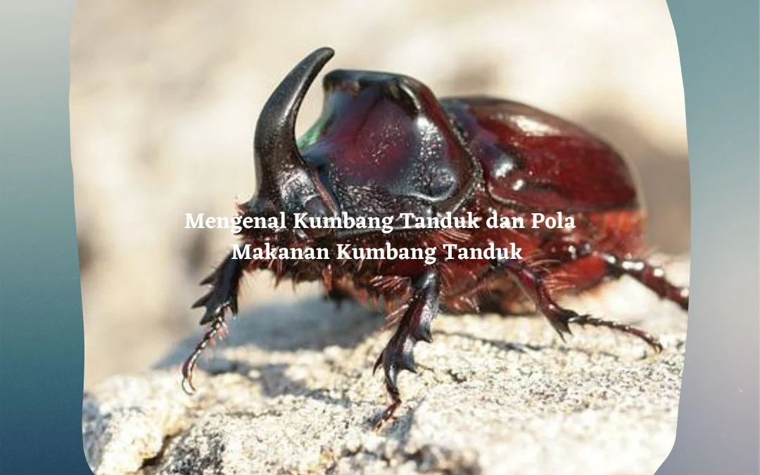 Serangga Ox Beetle: Keindahan dan Keunikan Kumbang Ox