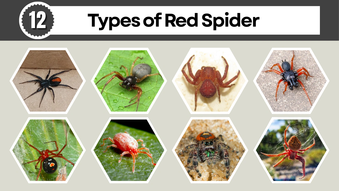 Serangga Red Spider: Ciri-ciri dan Habitatnya yang Menarik