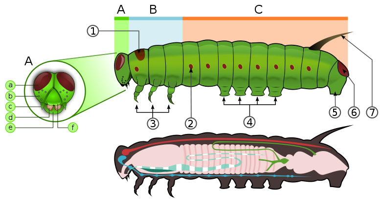 Serangga Sausage Caterpillar: Ciri, Habitat, dan Keunikan Morfologis