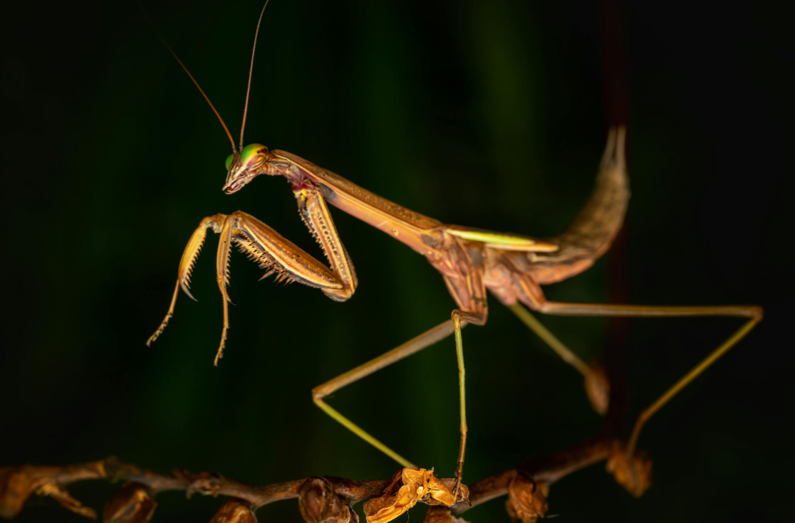 Serangga Serangga Ranting: Fenomena dan Pola Perilaku Serangga
