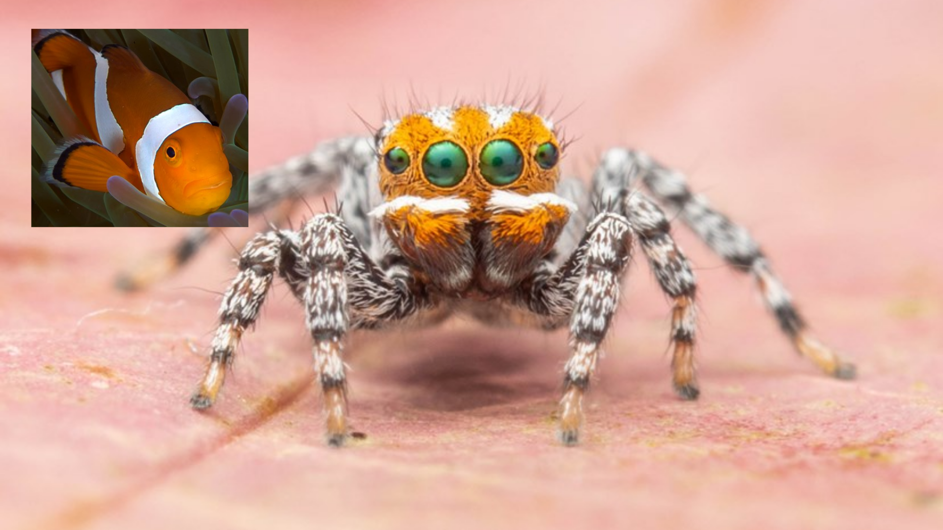 Serangga Snow Spider: Spesies Laba-laba Unik yang Menarik