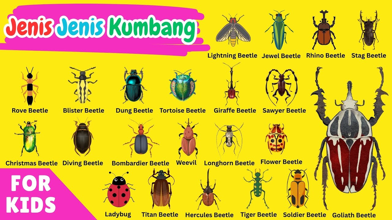 Serangga Thousand Beetle: Keanekaragaman dan Ciri-cirinya