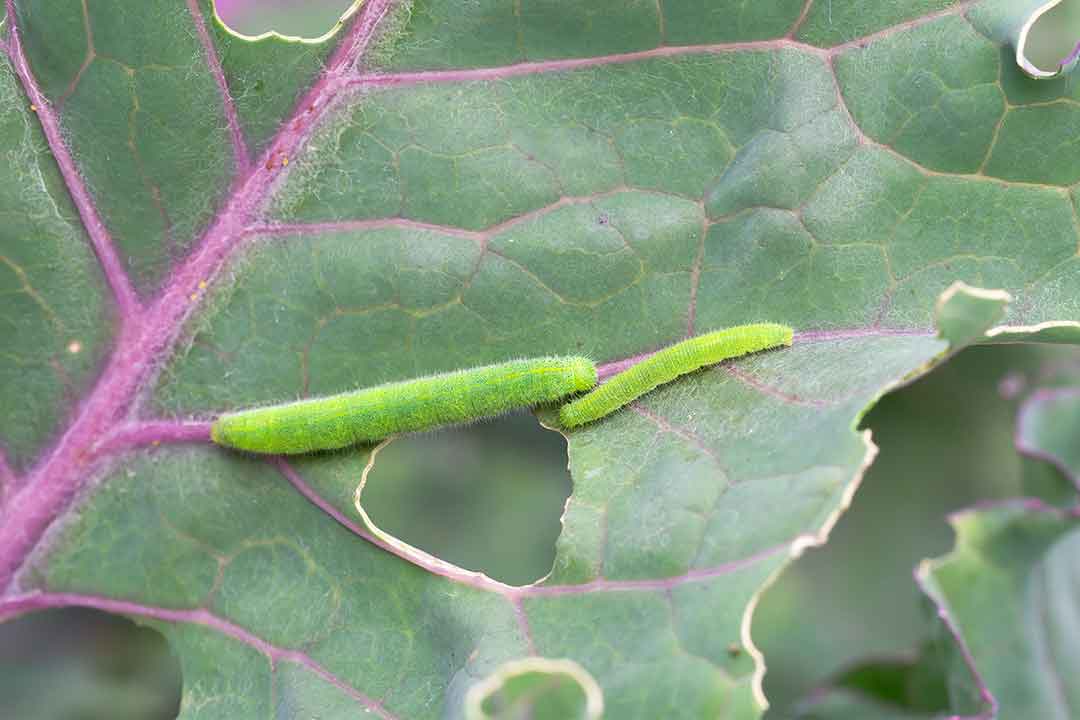 Serangga Ulat Daun: Ciri, Habitat, dan Peran Ekologisnya