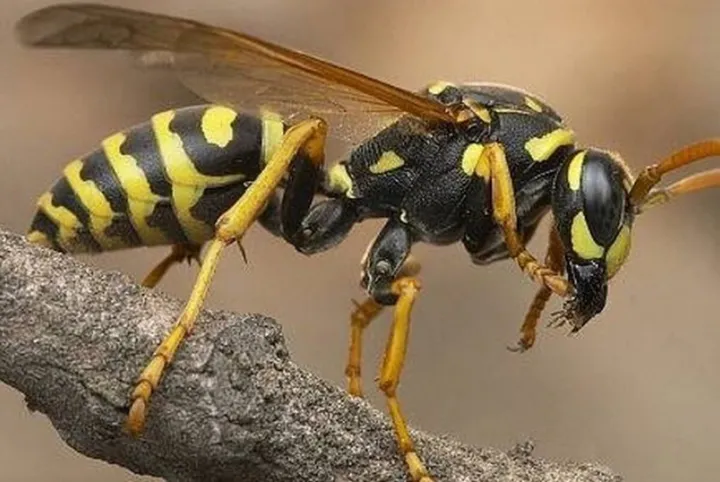 Serangga Wasps: Karakteristik, Perilaku, dan Peran Ekosistem