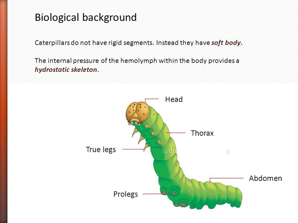 Ulasan Lengkap tentang Ulat Serangga dan Peran Ekologisnya